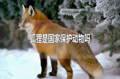 狐貍是國(guó)家保護(hù)動(dòng)物嗎？
