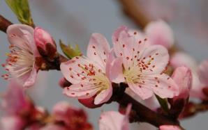 桃花在哪個(gè)季節(jié)開(kāi) 桃花是什么季節(jié)開(kāi)的