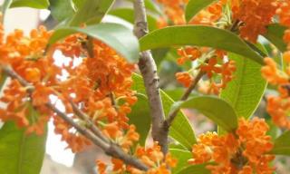 丹桂樹什么時(shí)候開花
