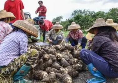 芋頭什么時(shí)候收獲  芋頭每年什么時(shí)候收獲