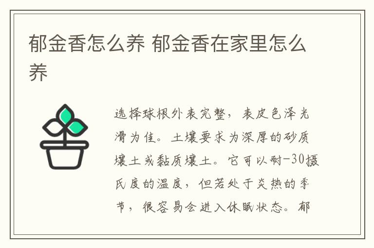 郁金香怎么養 郁金香在家里怎么養