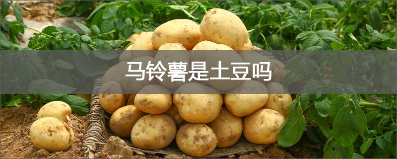 馬鈴薯是土豆嗎  馬鈴薯和土豆一樣嗎