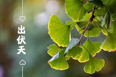 出伏是什么季節2023？出伏要注意什么？