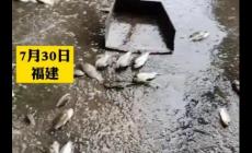 夢(mèng)見(jiàn)大雨過(guò)后到處都是魚(yú)不是夢(mèng)，一段奇妙的經(jīng)歷