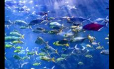 武漢極地海洋世界門(mén)票多錢？