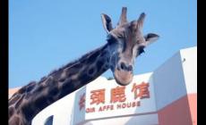 武漢動(dòng)物園要門(mén)票嗎？武漢動(dòng)物園門(mén)票多錢？