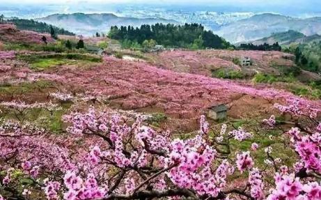 2024成都青白江龍門桃花季活動(dòng)最新消息（時(shí)間、地點(diǎn)、活動(dòng)內(nèi)容）