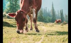 vp加速器免費是什么意思 小牛vp永久免費加速器