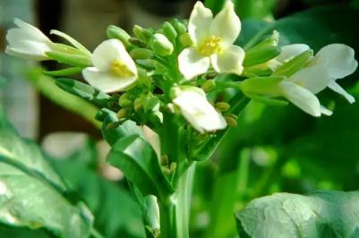芥蘭菜開花了還能吃嗎？芥蘭開白花能吃嗎？ - m.daydaytc.com