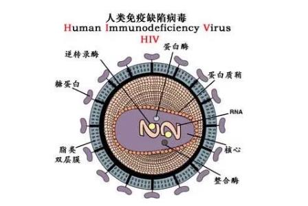 <a href=/yangsheng/ffeac6755ea02647e9a3b6a4036a50e1.html target=_blank class=infotextkey>艾滋病</a>的英文簡稱是aids那么<a href=/yangsheng/be0bf77f5ba2bce4f3ee84299f39c2d9.html target=_blank class=infotextkey><a href=/yangsheng/be0bf77f5ba2bce4f3ee84299f39c2d9.html target=_blank class=infotextkey>hiv</a></a>是什么 - m.daydaytc.com