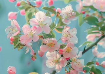 <a href=//m.daydaytc.com/shenghuo/834fb6596a0944fb628ebd88605c6fa8.html target=_blank class=infotextkey>海棠花</a>期多長時間 - <a href=//m.daydaytc.com/shenghuo/834fb6596a0944fb628ebd88605c6fa8.html target=_blank class=infotextkey>海棠花</a>(薔薇科蘋果屬植物)