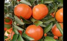 萬州紅桔是哪里的特產(chǎn) 萬州紅桔是哪里的特產(chǎn)水果