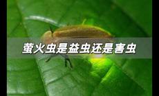 螢火蟲是益蟲還是害蟲 螢火蟲是益蟲還是害蟲答案