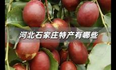 河北石家莊特產(chǎn)有哪些土特產(chǎn)，石家莊的特產(chǎn)有哪些土特產(chǎn)？
