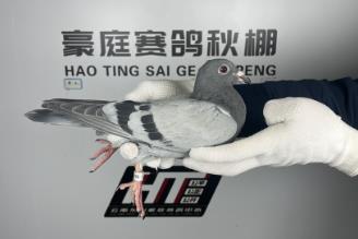 云南東川豪庭賽鴿中心秋棚 云南東川豪庭賽鴿中心秋棚簡介