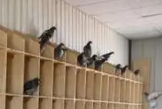 內蒙古賽飛亞信鴿公棚網站入口 內蒙古賽飛亞信鴿公棚網站介紹