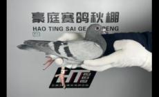 云南東川豪庭賽鴿中心秋棚 云南東川豪庭賽鴿中心秋棚簡介